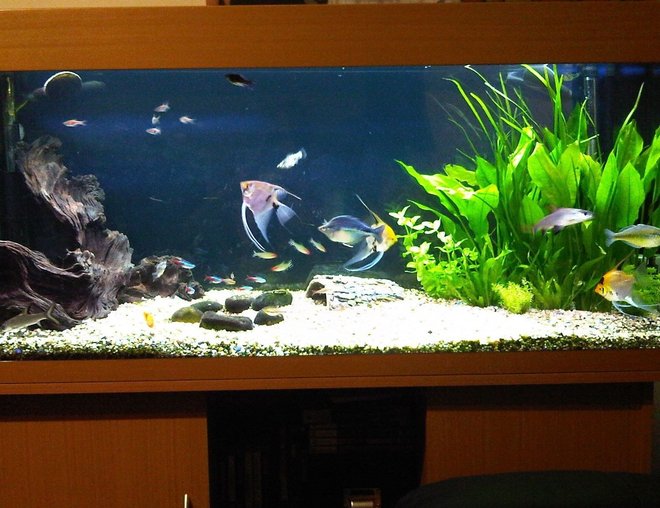 55 gallons freshwater fish tank (mostly fish and non-living decorations) - My Aquarium from the front
