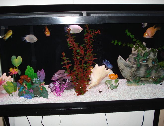 55 gallons freshwater fish tank (mostly fish and non-living decorations) - My 55 Gallon Tank. Any suggestions are welcome to make my tank look prettier :)