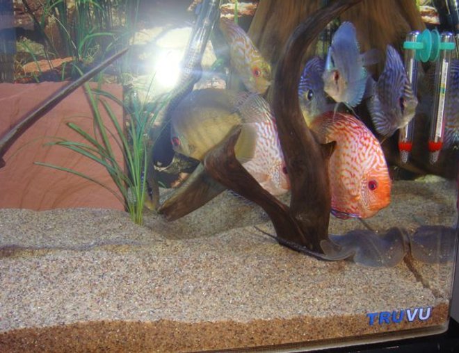 75 gallons freshwater fish tank (mostly fish and non-living decorations) - discus