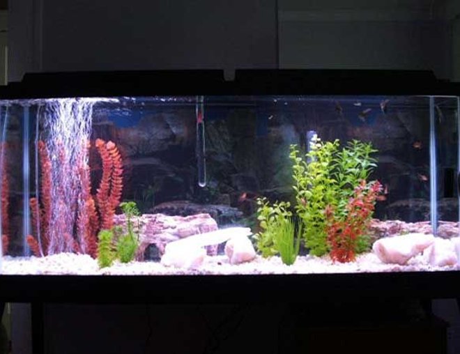 55 gallons freshwater fish tank (mostly fish and non-living decorations) - full picture of my tank, sorry it is taken with a cell phone
