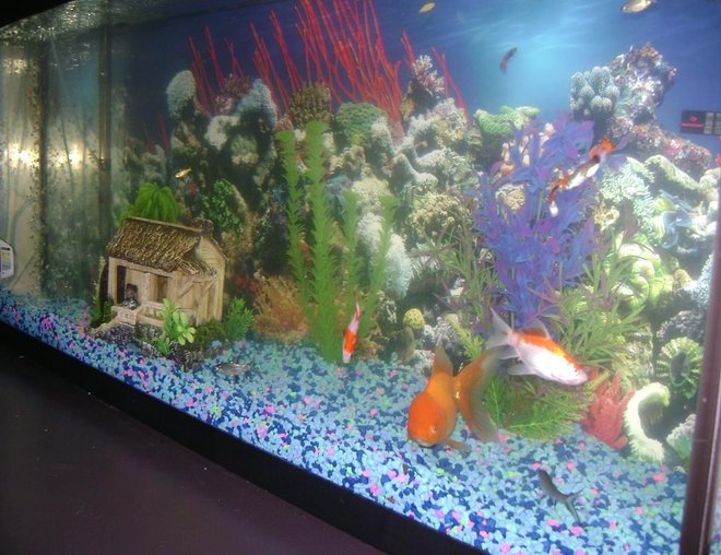55 gallons freshwater fish tank (mostly fish and non-living decorations) - 55gl. side view of tank,  me and my girl just got it . its a work in progress. we thank every one who rates us. thanks