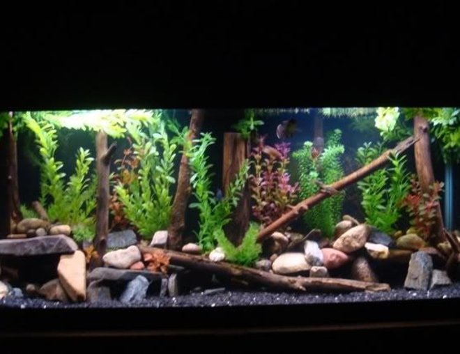 55 gallons freshwater fish tank (mostly fish and non-living decorations) - 55 gallon
2 green terrors
severum
convict
senegal bichir