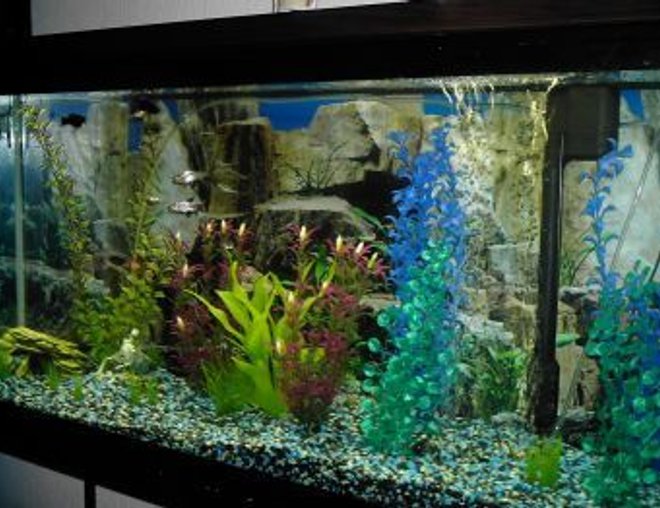 55 gallons freshwater fish tank (mostly fish and non-living decorations) - Yes, this is crap.
I design, and I grow fish, and I realize that this photo is not a very convincing proof of either.
I'll fix it, I hope.