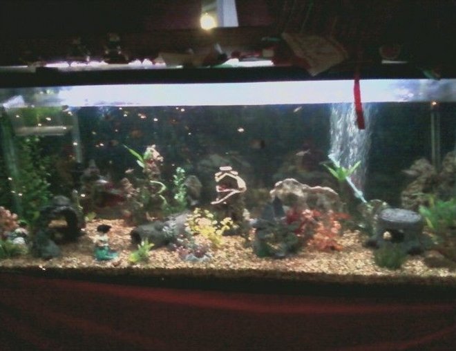 75 gallons freshwater fish tank (mostly fish and non-living decorations) - my 125G community tank, guppies, danios (lepord and zebra), swordtails, dojo loach, tiger barbs, scissortails, striped tetras, serpe tetras, chinese algea eaters, and others