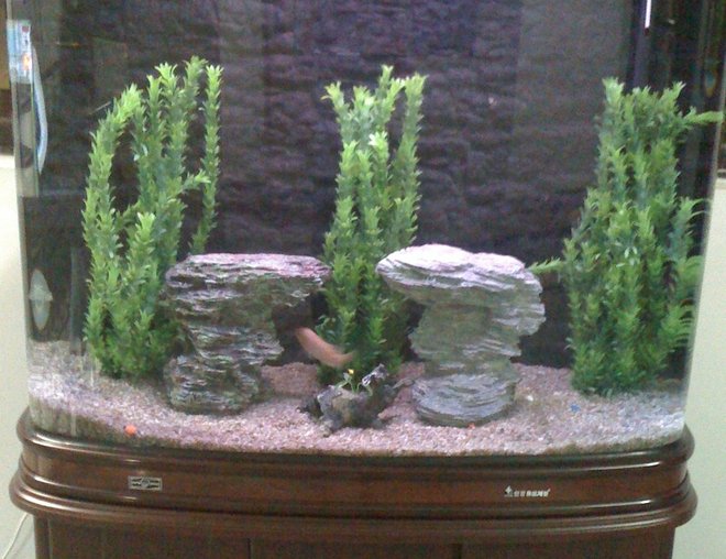 55 gallons freshwater fish tank (mostly fish and non-living decorations) - My fresh water Aquarium