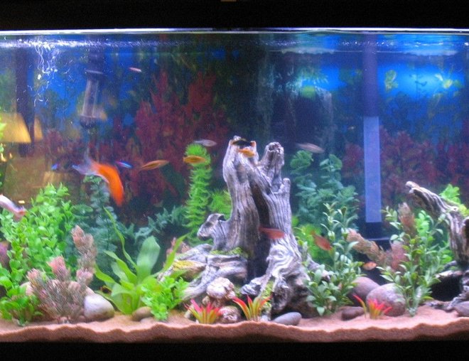 55 gallons freshwater fish tank (mostly fish and non-living decorations) - trying o get a full shot of the tank in.