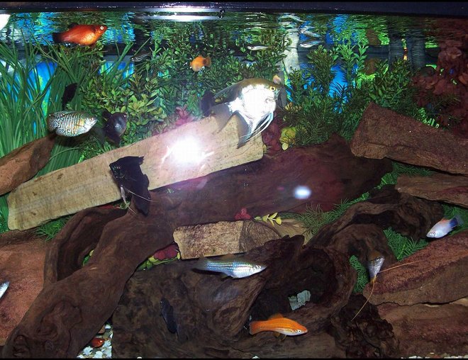 75 gallons freshwater fish tank (mostly fish and non-living decorations) - My community tank.