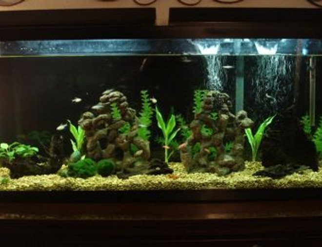 55 gallons freshwater fish tank (mostly fish and non-living decorations) - This is my 55 gallon tank.   I'm still fairly new to the hobby.