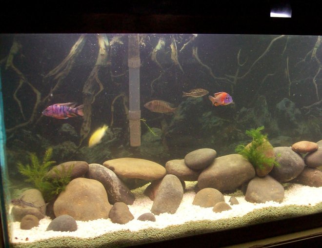 55 gallons freshwater fish tank (mostly fish and non-living decorations) - my 55 gallon Malawi cichlid tank