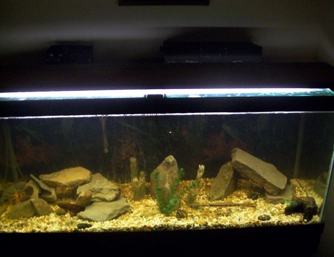 75 gallons freshwater fish tank (mostly fish and non-living decorations) - My new 75 gallon that my amazing girlfriend bought me for Christmas!!!!!!!