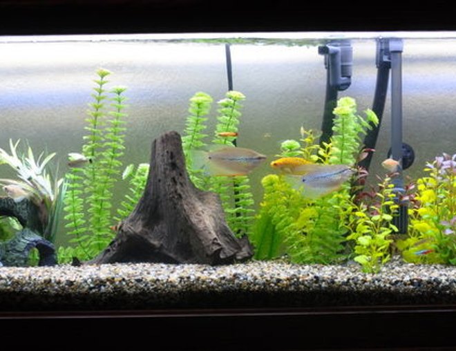 55 gallons freshwater fish tank (mostly fish and non-living decorations) - 55 gallon freshwater aquarium.