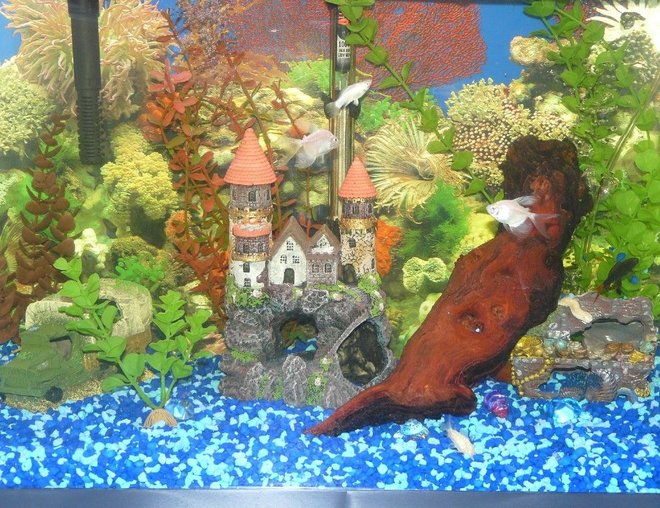 20 gallons freshwater fish tank (mostly fish and non-living decorations) - Our Freswater Tank.  Decorations and fish selected by our kids.  This was a present for their 8th birtday.