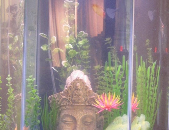 20 gallons freshwater fish tank (mostly fish and non-living decorations) - 20 Gallon Community Tank