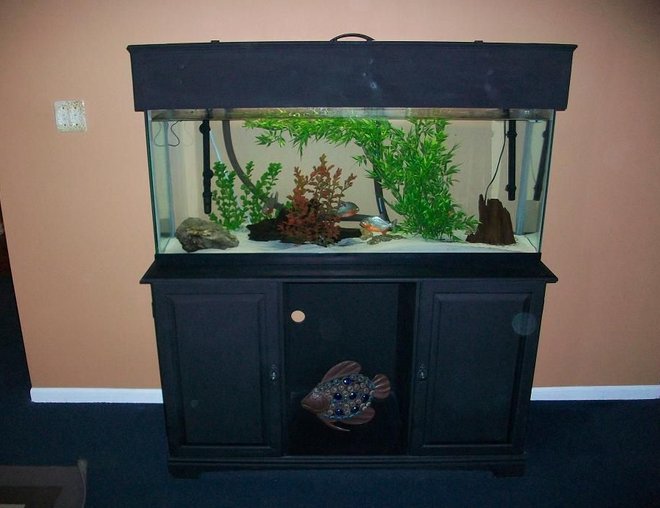 55 gallons freshwater fish tank (mostly fish and non-living decorations) - 55gal piranha tank