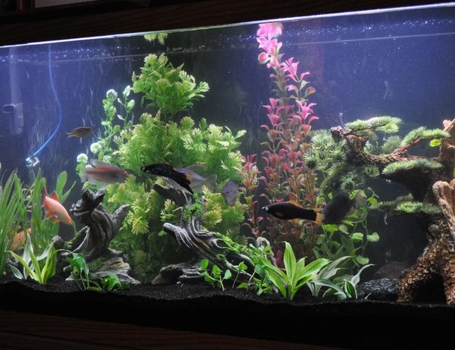 55 gallons freshwater fish tank (mostly fish and non-living decorations) - 55 gallon glass tank with base and standard lighting.  Fluval 305 filter, black sand and mostly standard, readily available decoration.