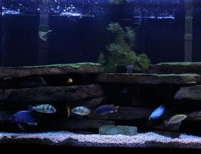 55 gallons freshwater fish tank (mostly fish and non-living decorations) - 55 gallons with mostly Mbuna and 1 Victorian species