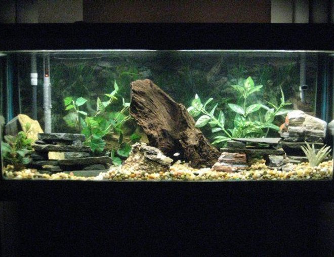 55 gallons freshwater fish tank (mostly fish and non-living decorations) - Size: 55 gallon
Filter: Fluval 405 Canister
Heater: VisiTherm Heater

Decor:
Malaysian Driftwood
Slate
Rocks
Marina AquaScaper Variety Pack Aquarium Plants

Fish: Cichlids (all fry):
1-100% White Knights Alhiâ€™s
1-Ruby Red (Split Gene)
1-Banga Sunshine
1-Cherry Red Ngara (Split Gene)
1-Dragon Blood
1-Eureka Red
1-Albino Eureka Red
1-Ruby Red
1-Lwanda Red Top
7-Peacocks (Not sure the names)
3-Albino Reds (Not sure the names)
5-X-Mas Fulu
1-Chinese Algae Eater