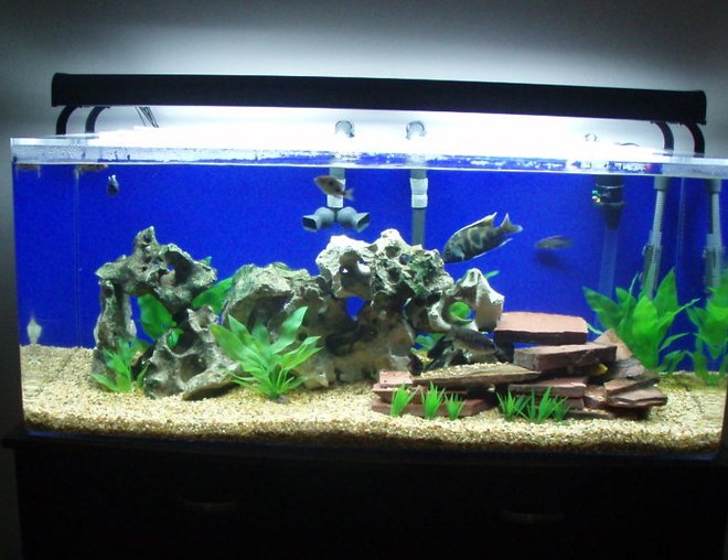 75 gallons freshwater fish tank (mostly fish and non-living decorations) - Haps and Peacocks