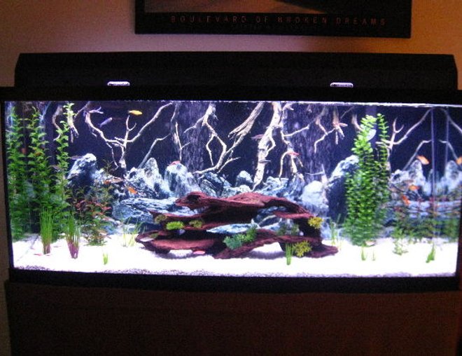 55 gallons freshwater fish tank (mostly fish and non-living decorations) - Updated Fresh 55 Community. More to come.
