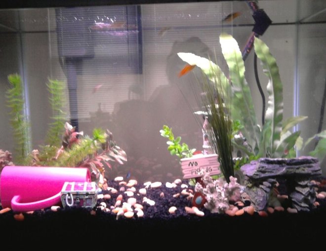 20 gallons freshwater fish tank (mostly fish and non-living decorations) - 20 gallon with: 4 Cherry Barbs, 3 Platies, 3 Zebra Danios (Includes one long finned golden), 2 Neon Tetras, 1 Oto Cat, 1 Baby Snail