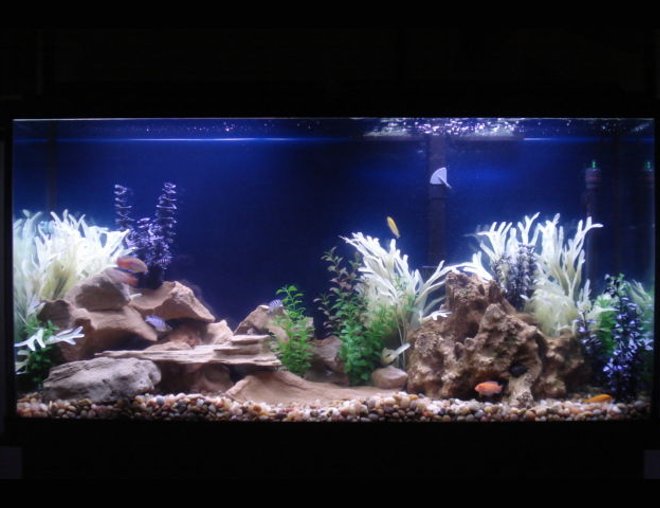 60 gallons freshwater fish tank (mostly fish and non-living decorations) - Cichlid tank