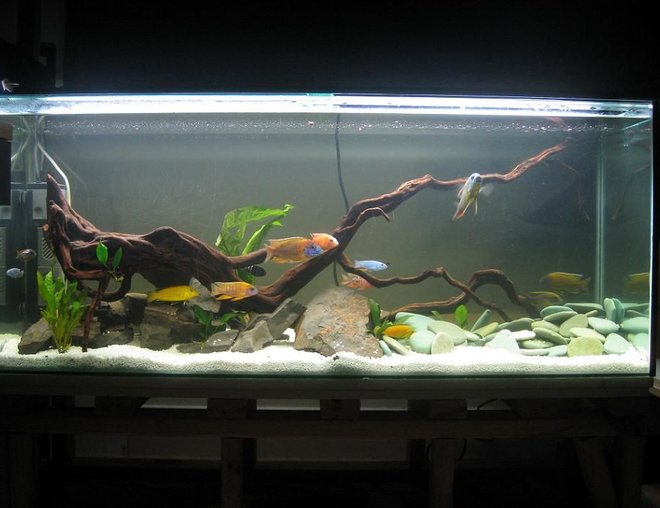 60 gallons freshwater fish tank (mostly fish and non-living decorations) - 230L African Malawi Cichlid tank