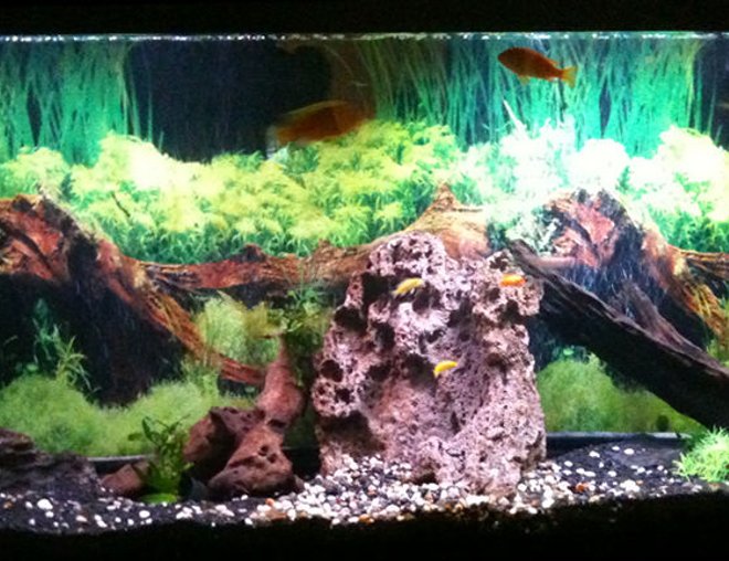 60 gallons freshwater fish tank (mostly fish and non-living decorations) - South African Cichlid Tank 60gallons.

Background pasted with SeaView.