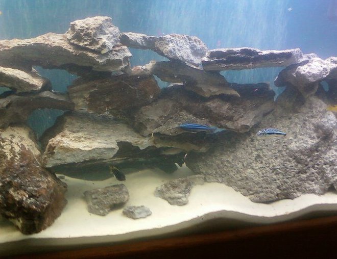55 gallons freshwater fish tank (mostly fish and non-living decorations) - Up close image