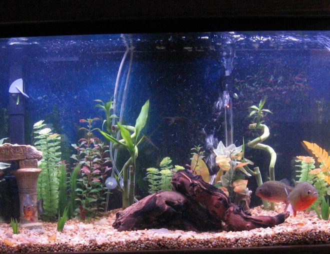 55 gallons freshwater fish tank (mostly fish and non-living decorations) - 55 gallon allglass aquarium. 6 red belly piranha's ranging in size from 4 to 6 inchs and one clown pleco about 3 inches. small poished agate gravel, along with some larger agages that I collected from the calapooia river.