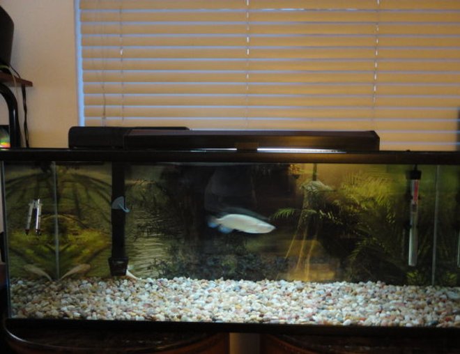 60 gallons freshwater fish tank (mostly fish and non-living decorations) - 60 gall,Emperor 400,200 watt heat,Florescent light,pebbles size gravel,with amazon back drop.