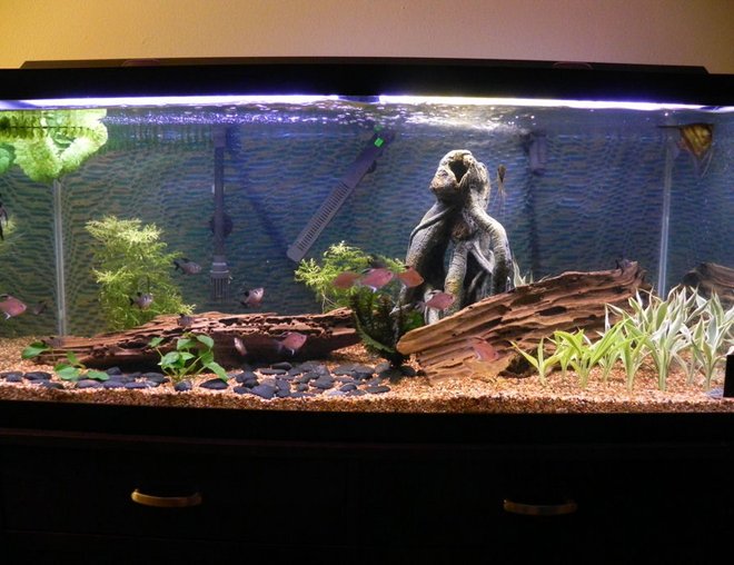 75 gallons freshwater fish tank (mostly fish and non-living decorations) - new version 3.0 of the Tank.