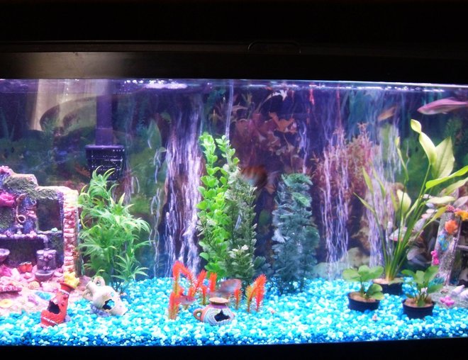 55 gallons freshwater fish tank (mostly fish and non-living decorations) - My freshwater setup.