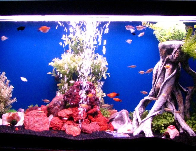 55 gallons freshwater fish tank (mostly fish and non-living decorations) - school