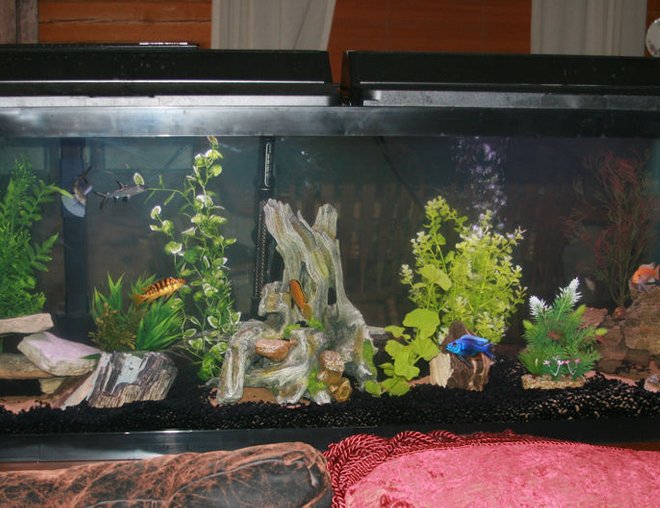 55 gallons freshwater fish tank (mostly fish and non-living decorations) - I am new to Cichlid's and this tank is 2 weeks old. All of the petrified wood and rocks were collect from the ranch except the artificial in the middle.