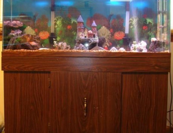 55 gallons freshwater fish tank (mostly fish and non-living decorations) - 55 gal fish tank