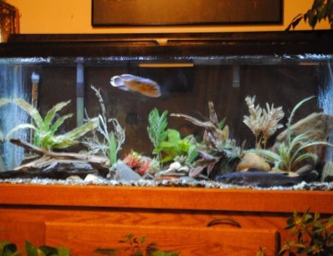 55 gallons freshwater fish tank (mostly fish and non-living decorations) - Update Aug 2010