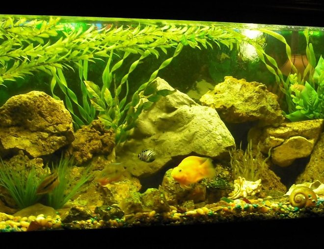 freshwater fish tank (mostly fish and non-living decorations) - 60 gallon  w/ rock work & fake plants. The Fish are Cichlid