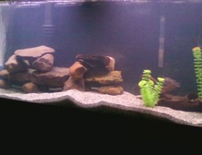 55 gallons freshwater fish tank (mostly fish and non-living decorations) - this is my 55 gallon fish tank with a green terror, a jack dempsey, a convict cichlid, 2 turquoise severums, and a common pleco.
there is also a powerhead, an emperor 400, and a top fin power filter 30. 110 to 120 gallons of filtration.