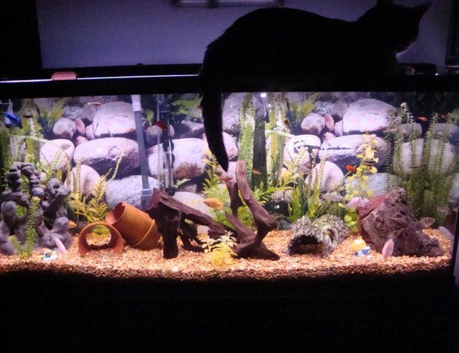 55 gallons freshwater fish tank (mostly fish and non-living decorations) - 55 gallon community--our cat sitting on top