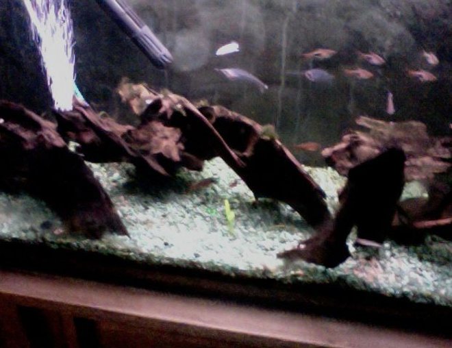 freshwater fish tank (mostly fish and non-living decorations) - clown loaches, diamond tetras, harlequin raspboras e.t.c.
java fern, drift wood e.t.c.