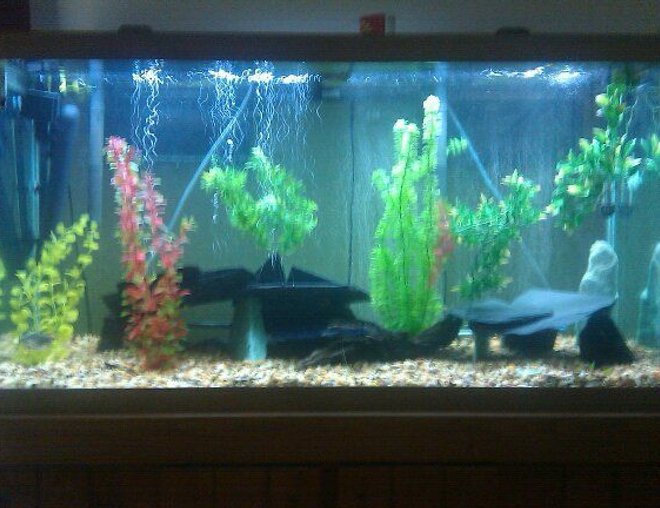 55 gallons freshwater fish tank (mostly fish and non-living decorations) - 90 gallon tank ... 3 payara (vampire fish), 1 silver barracuda, 1 bristlenose pleco, 2 aquaclear 500's, 2 heaters, 1 uv sterilizer