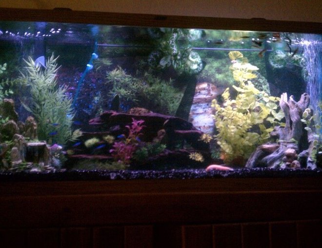 55 gallons freshwater fish tank (mostly fish and non-living decorations) - 55 Gallon Community Tank
