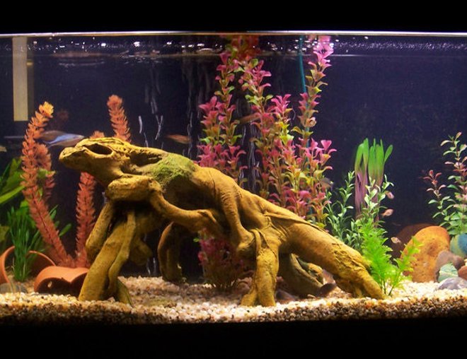 55 gallons freshwater fish tank (mostly fish and non-living decorations) - 55 Gallon River-Bottom tank; Rainbowfish, Harlequin Rasboras, Emerald Cories