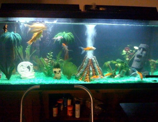 55 gallons freshwater fish tank (mostly fish and non-living decorations) - My traveling goldfish