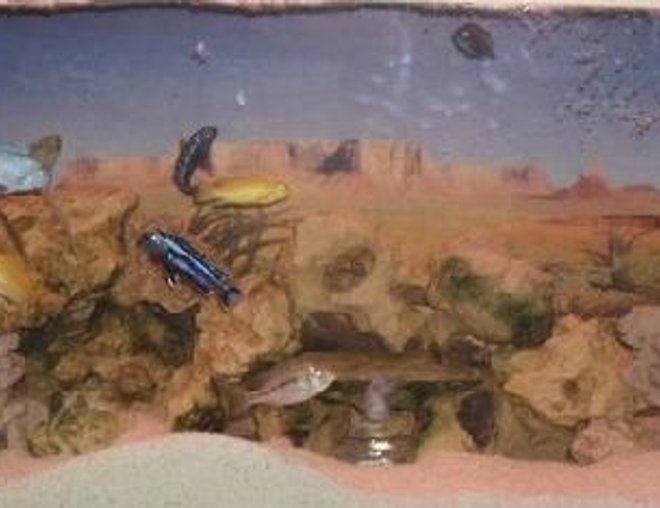 freshwater fish tank (mostly fish and non-living decorations) - malawi setup