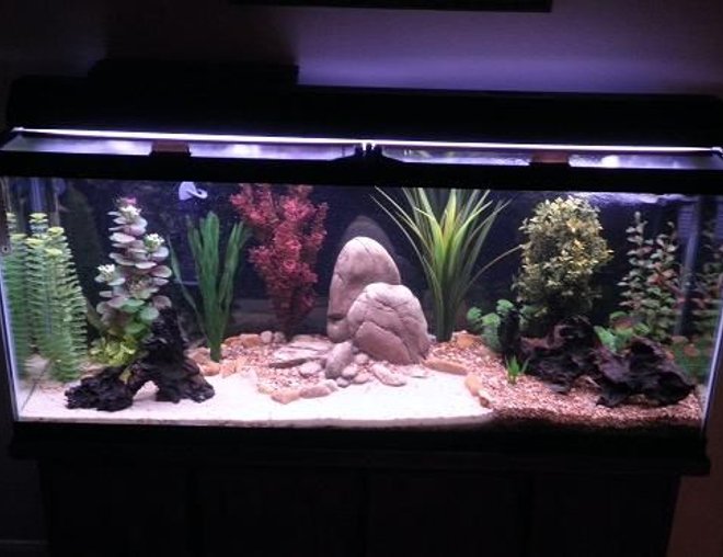 55 gallons freshwater fish tank (mostly fish and non-living decorations) - 55 gallon freshwater community tank