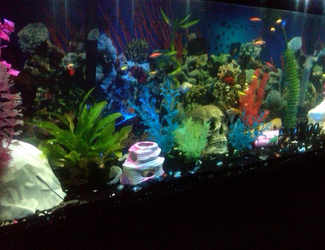 55 gallons freshwater fish tank (mostly fish and non-living decorations) - my 55 gallon freshwater tank!