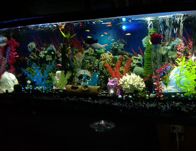 55 gallons freshwater fish tank (mostly fish and non-living decorations) - freshwater community 55 gallon tank!!