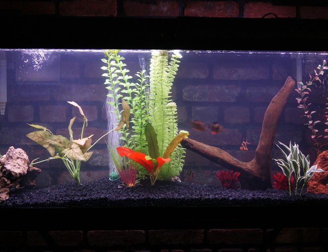 55 gallons freshwater fish tank (mostly fish and non-living decorations) - artificial plants
5 tiger barbs, 1clown loach, 1 rainbow shark