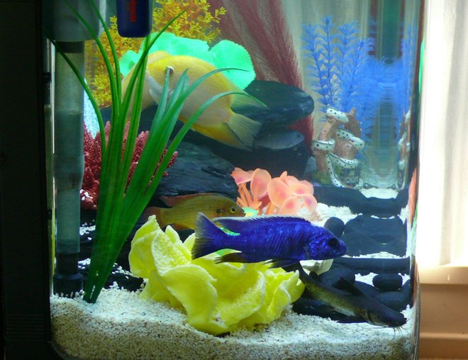 freshwater fish tank (mostly fish and non-living decorations) - Side view of tank.